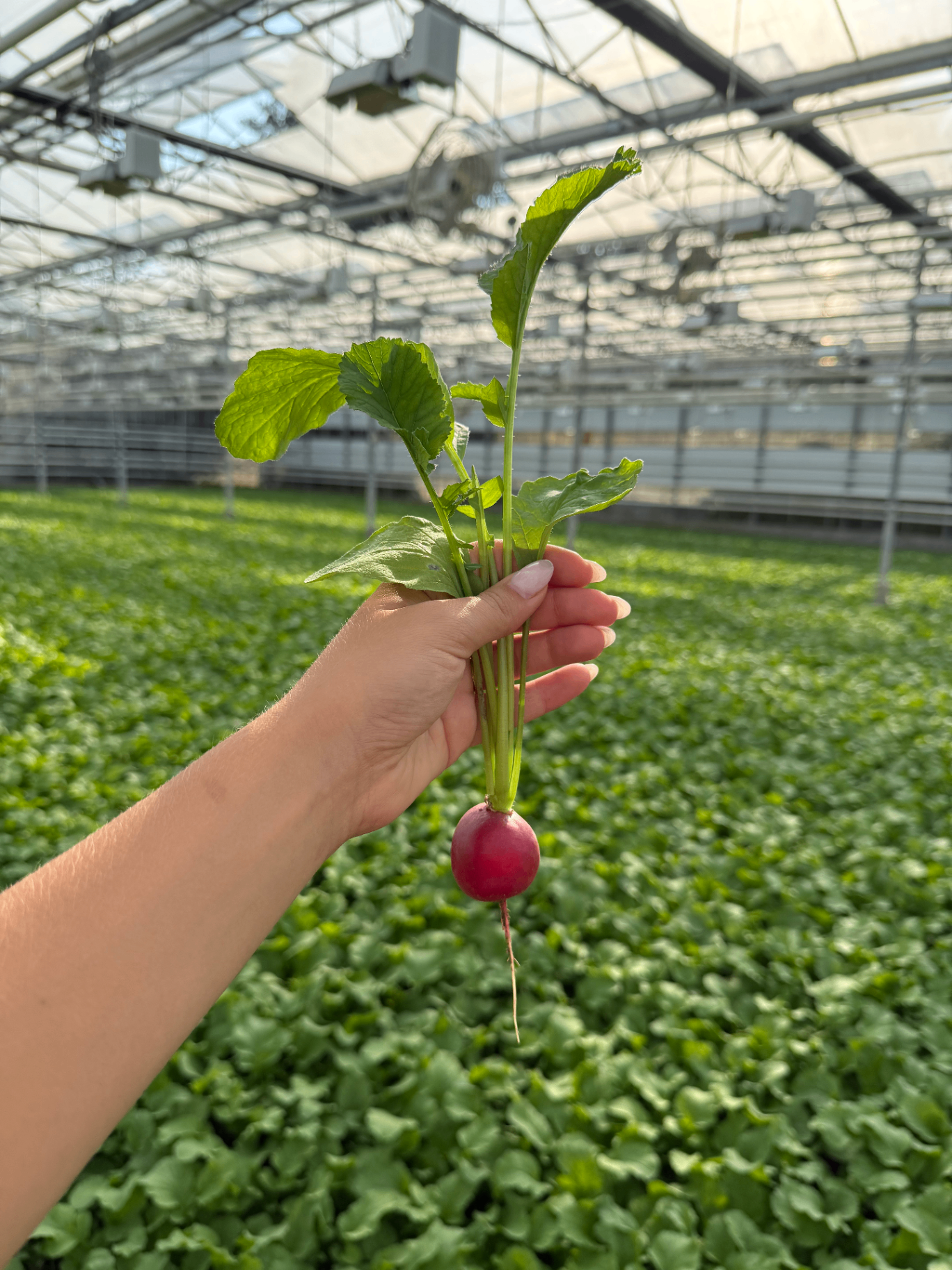A bunch of freshly harvested Northland radishes