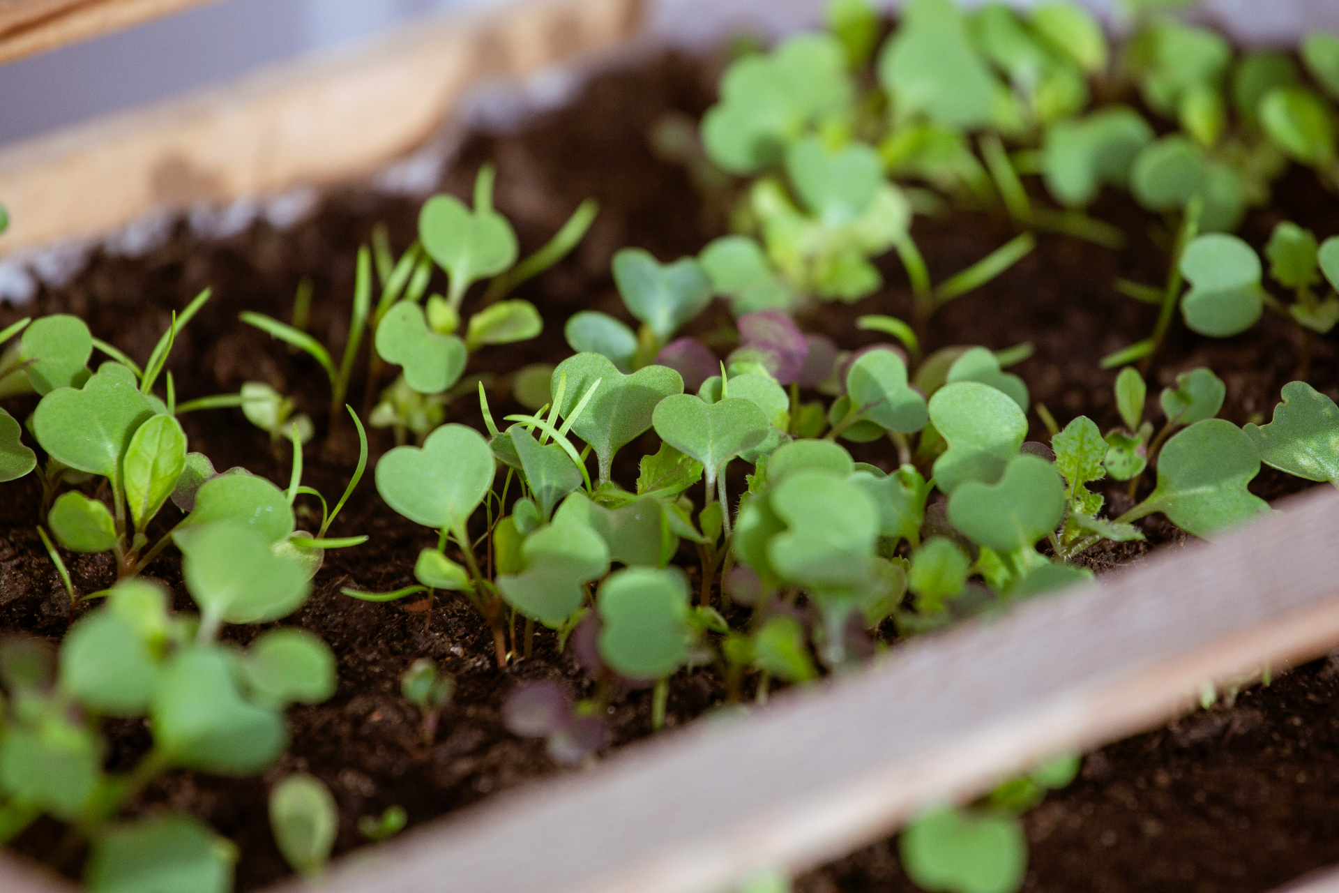 Seed — Northland Farms greenhouse process