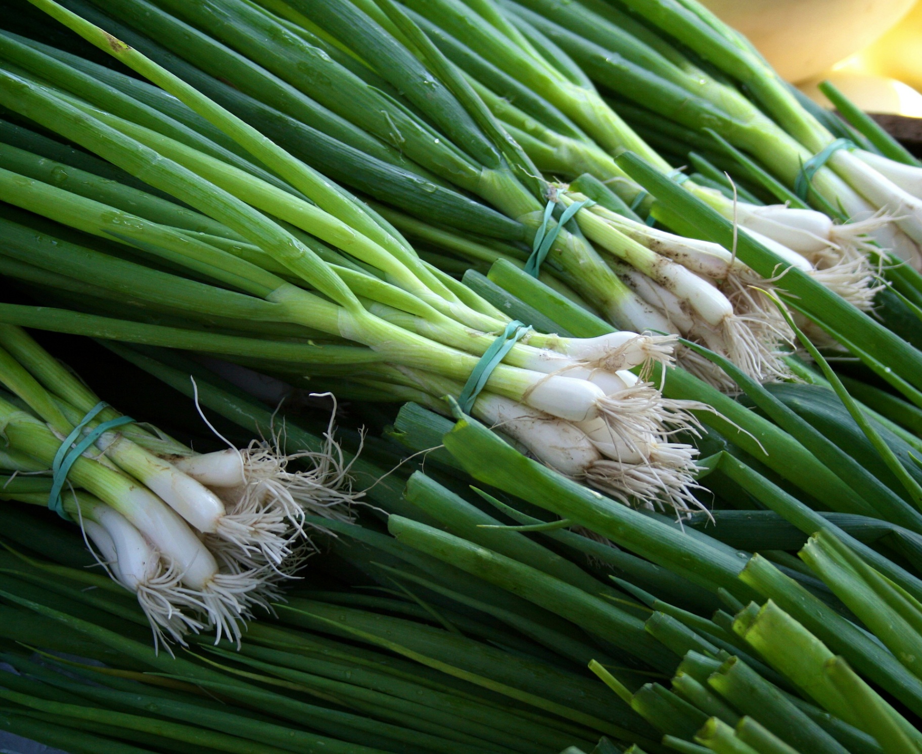 A bunch of Northland green onions