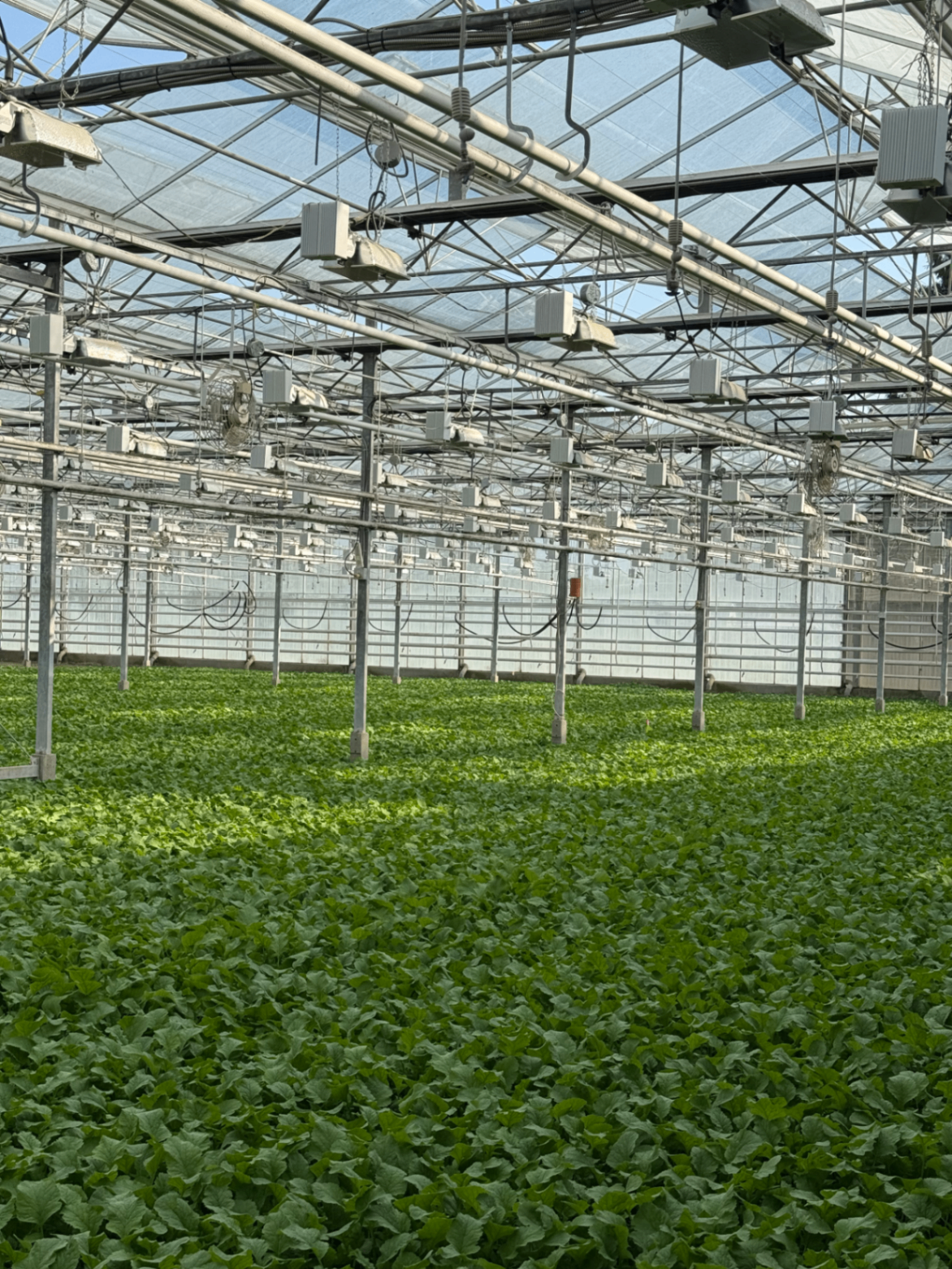 The Northland greenhouse in the Fraser Valley