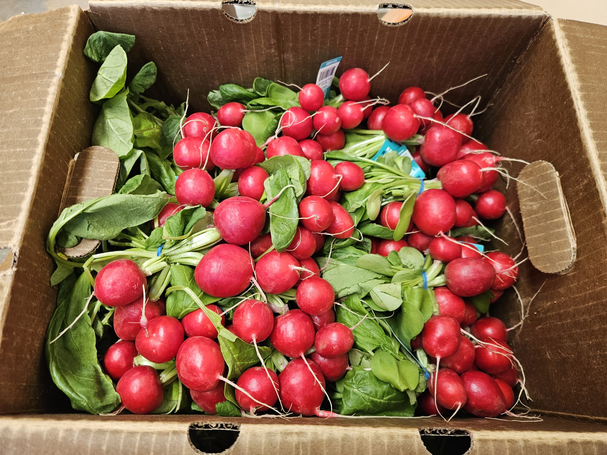 Harvest — Northland Farms greenhouse process